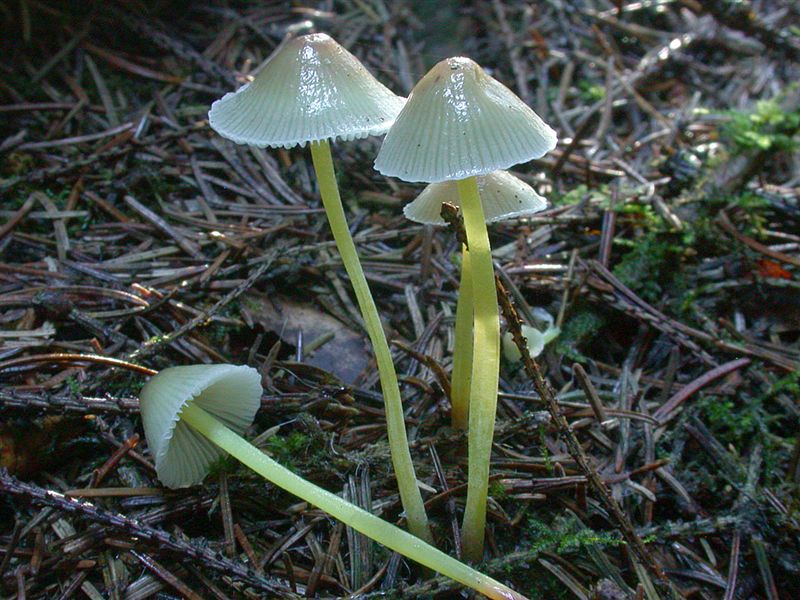 Mycena epipterygia