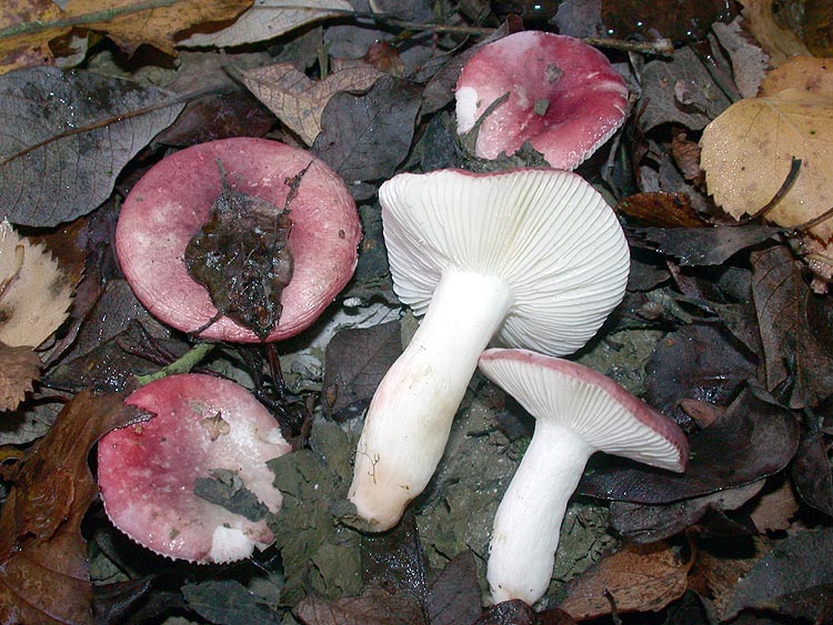 Russula fragilis