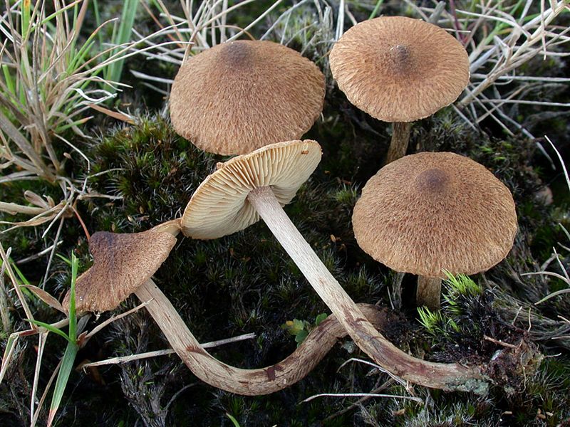 Inocybe lacera