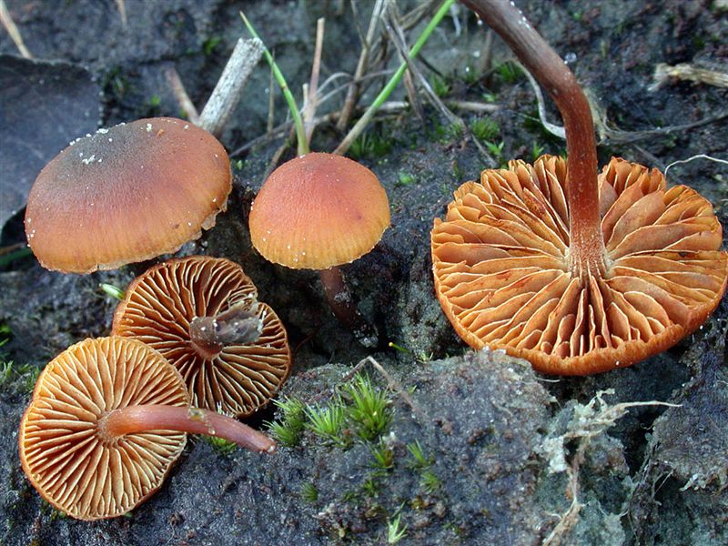 Gymnopilus fulgens