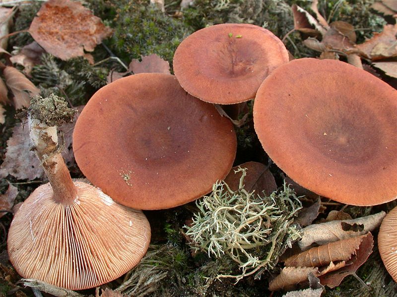 Lactarius rufus