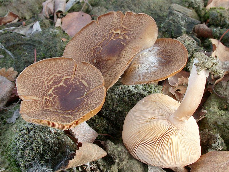 Lactarius glyciosmus