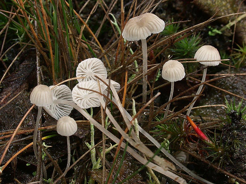 Mycena cinerella