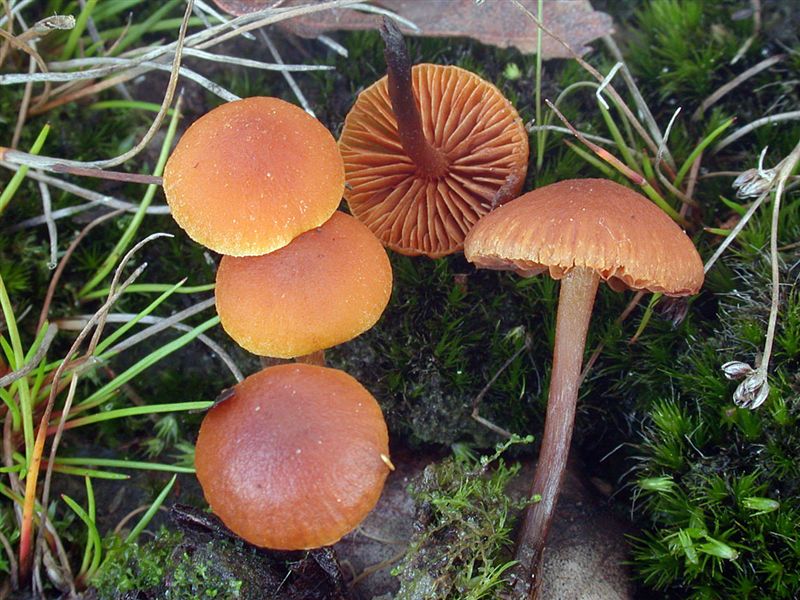 Gymnopilus fulgens