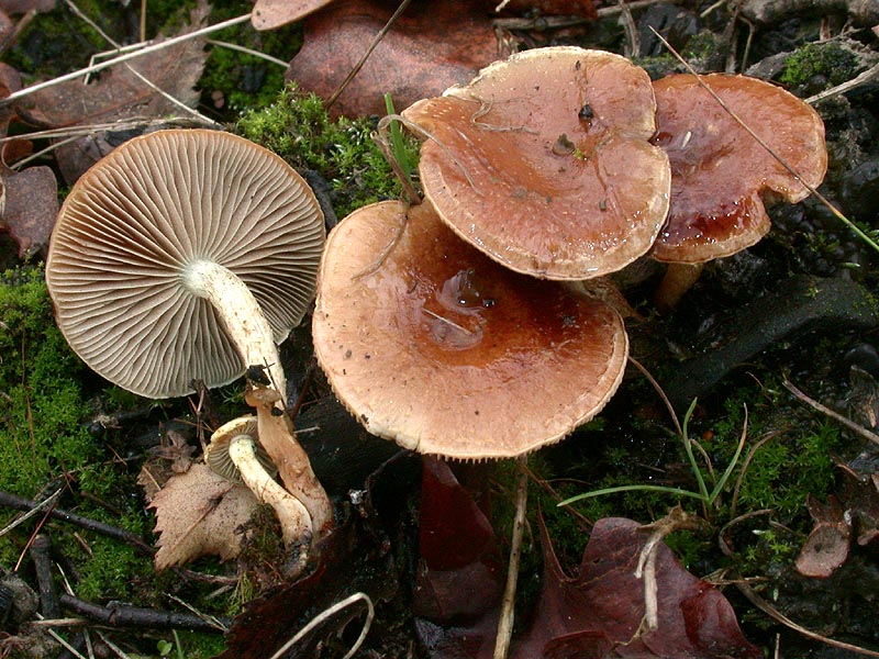 Pholiota highlandensis