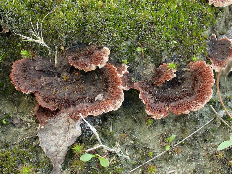 Thelephora terrestris