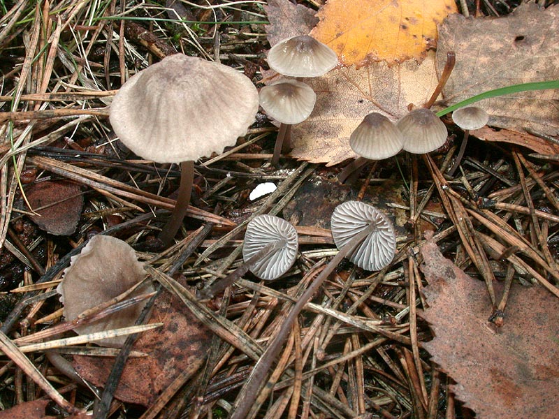 Mycena leptocephala