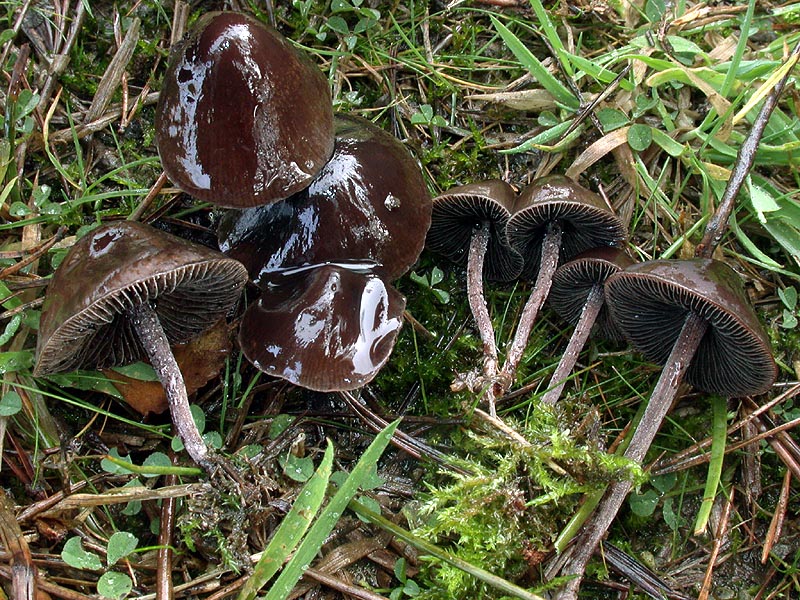 Panaeolus rickenii