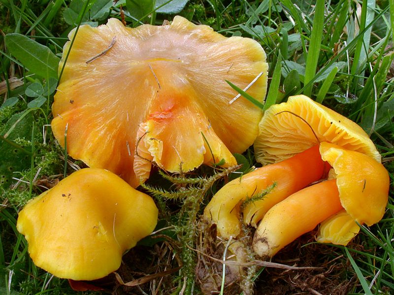 Hygrocybe quieta