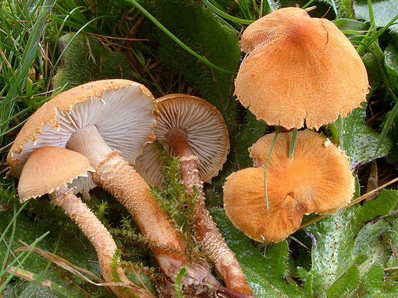 Cystoderma amianthinum