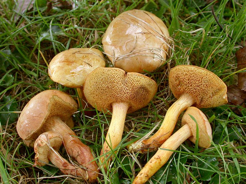 Chalciporus piperatus