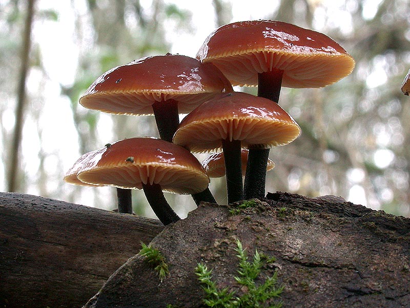 Flammulina velutipes