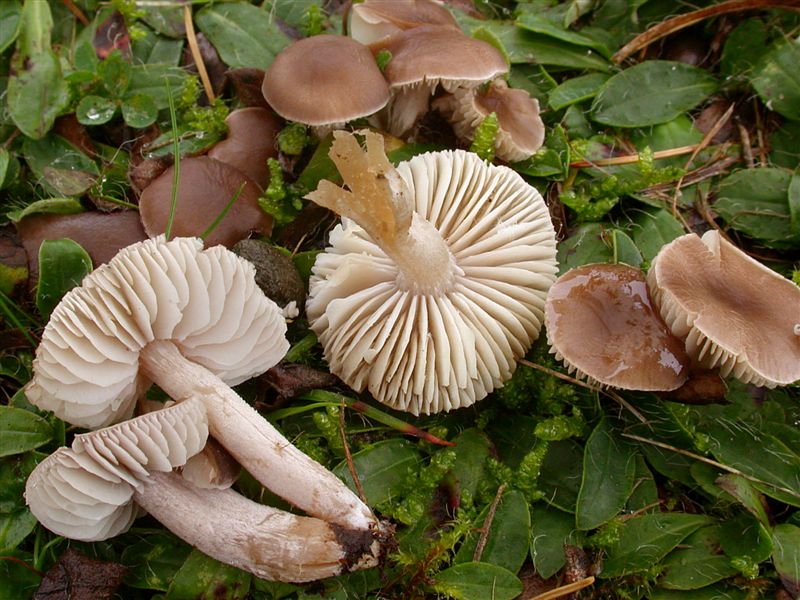 Dermoloma cuneifolium