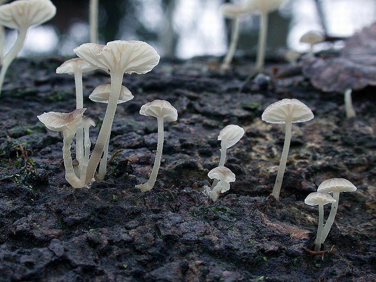 Mycena speirea