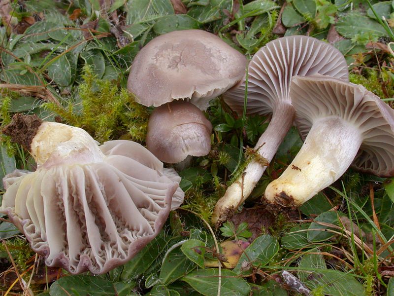 Hygrocybe flavipes