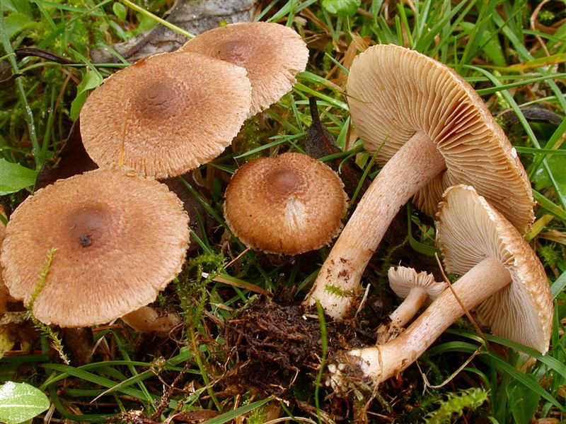 Inocybe subtigrina