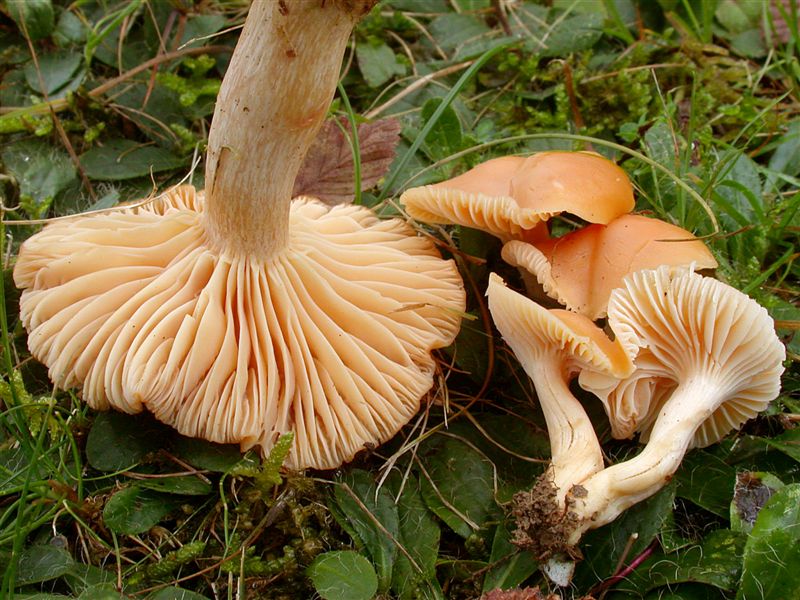 Hygrocybe pratensis