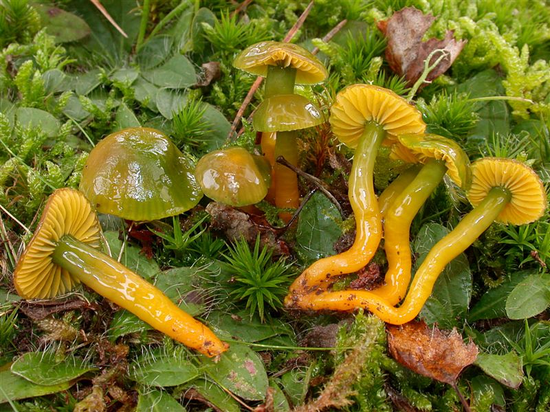 Hygrocybe psittacina