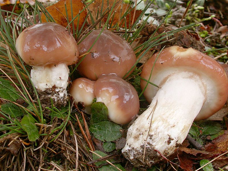 Suillus luteus