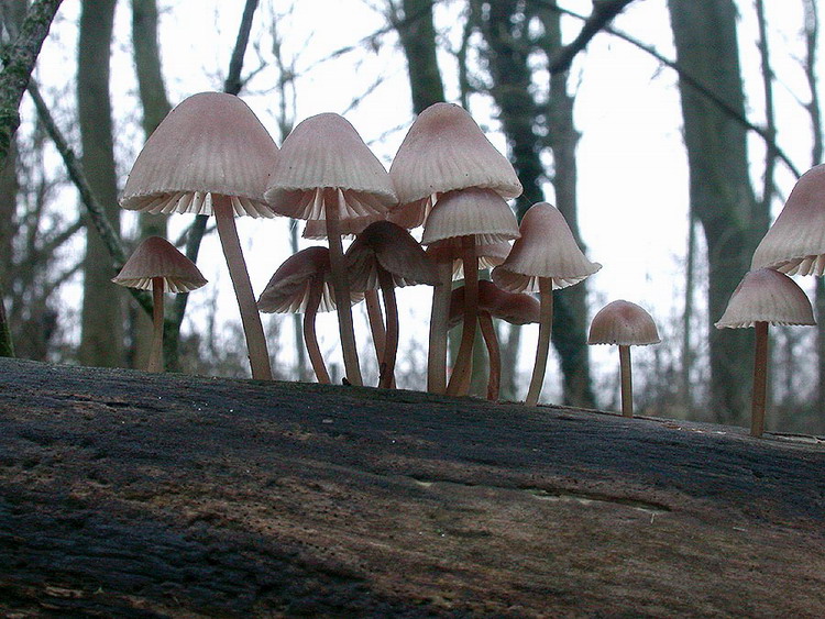 Mycena haematopus