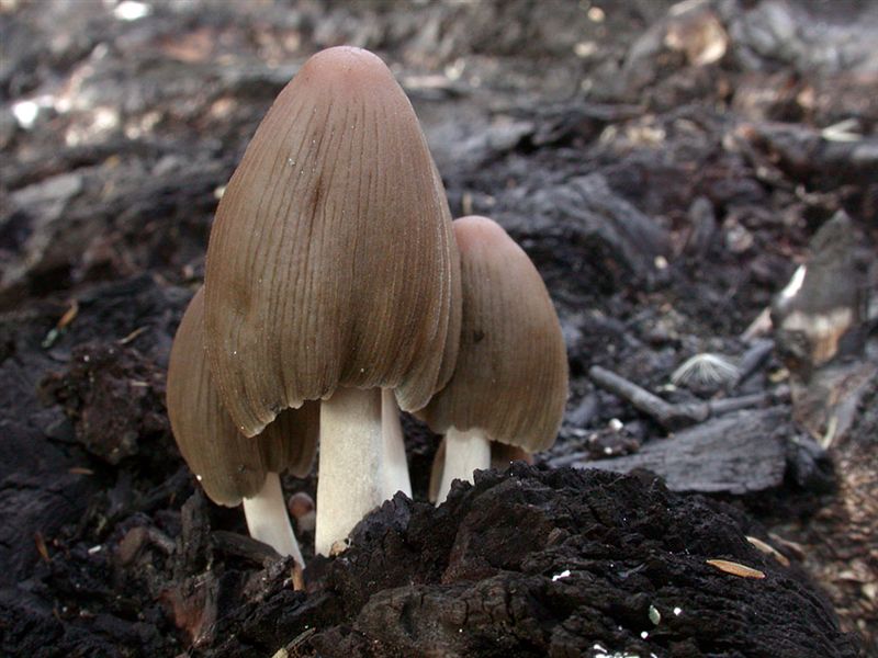 Coprinus atramentarius