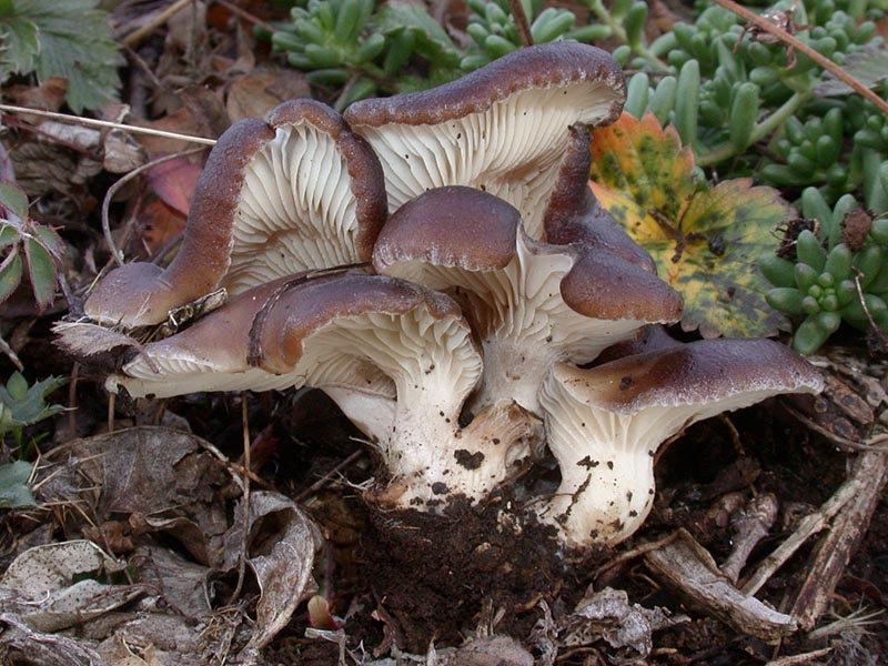 Hohenbuehelia tremula