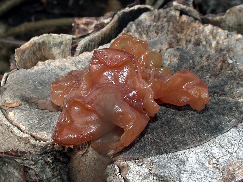 Tremella foliacea