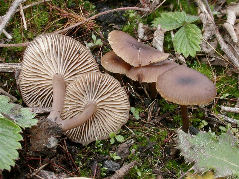 Tephrocybe atrata