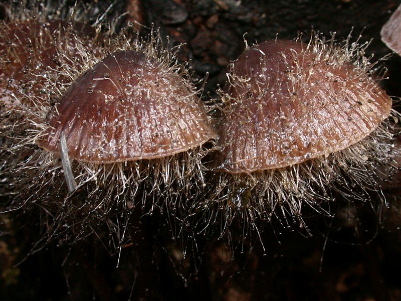 Spinellus fusiger