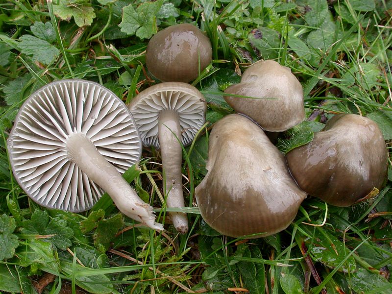 Hygrocybe unguinosa