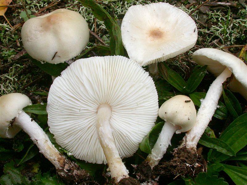 Lepiota alba