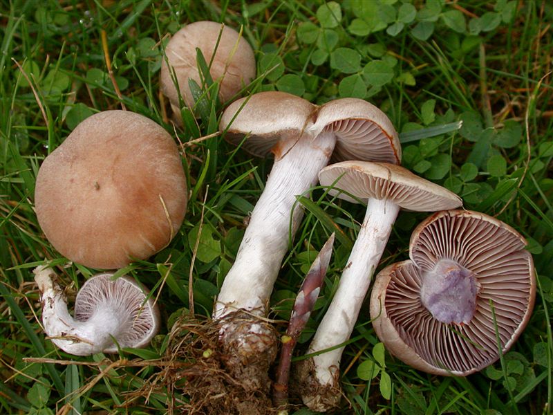 Cortinarius anomalus v subrufescens