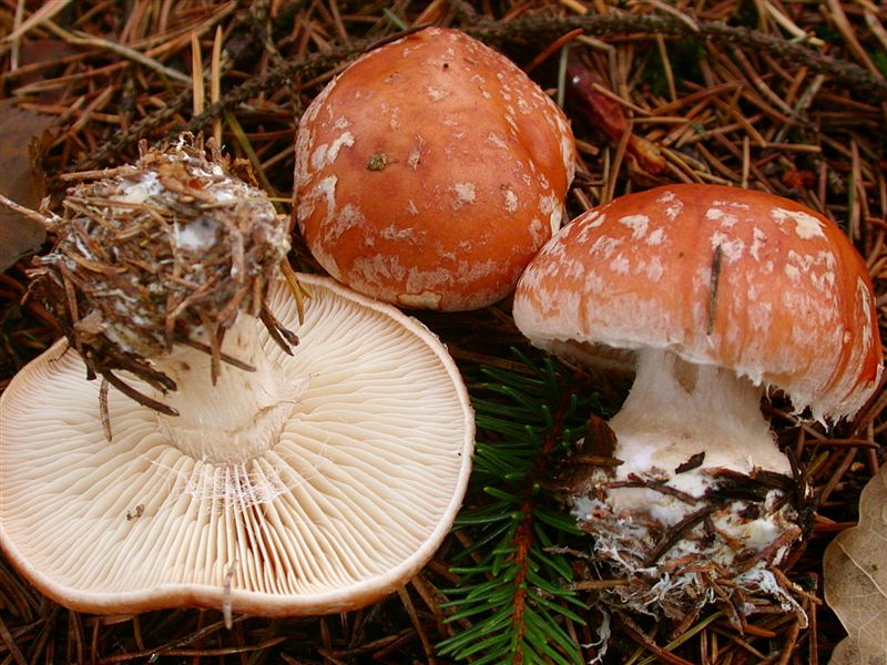 Leucocortinarius bulbiger