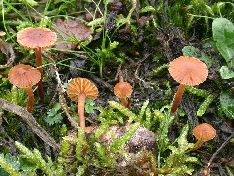 Galerina bresadolana