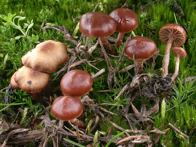 Psilocybe montana