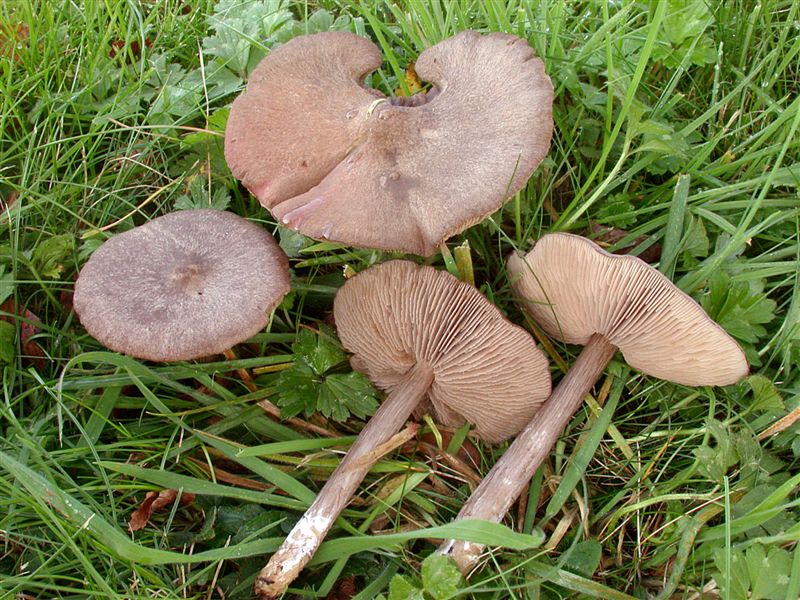 Entoloma porphyrophaeum