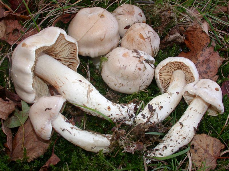 Cortinarius ochroleucoides