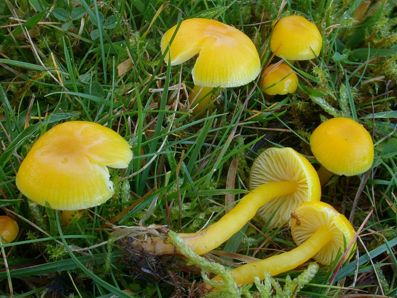 Hygrocybe ceracea