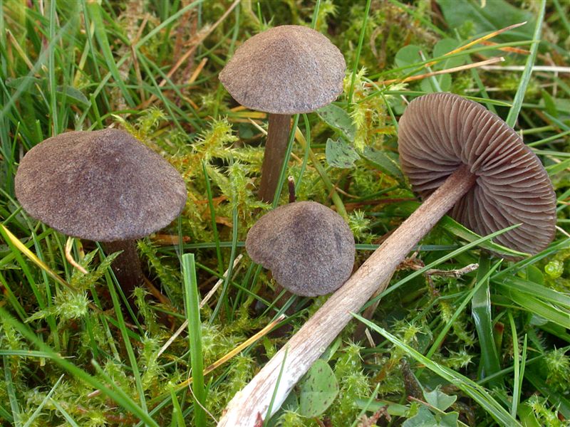 Entoloma jubatum