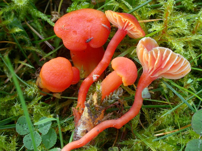 Hygrocybe reidii