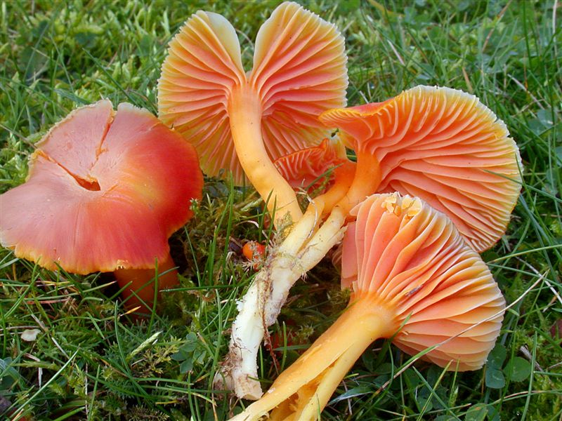 Hygrocybe reidii