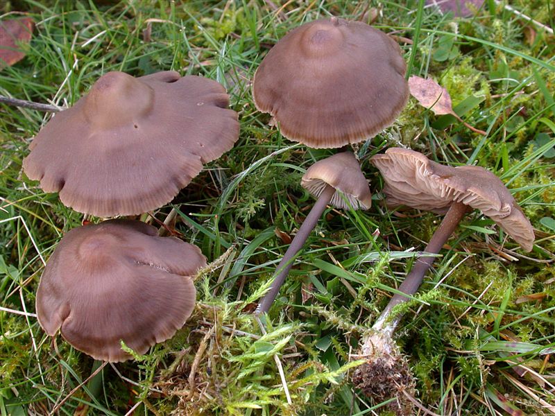 Entoloma infula