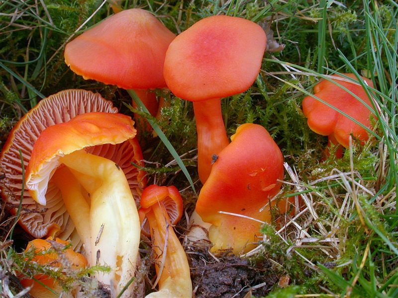 Hygrocybe reidii