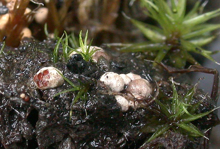 Mycocalia duriaeana