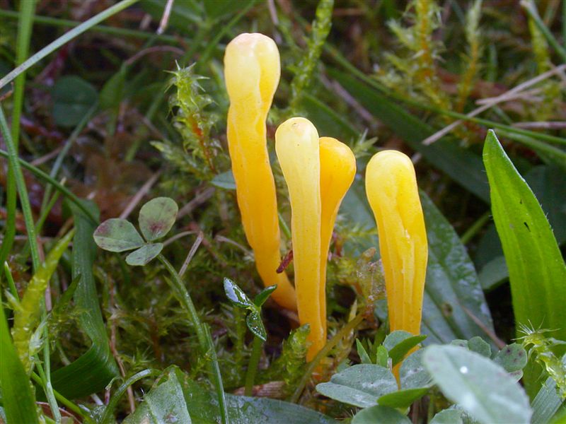 Clavulinopsis helvola v geoglossoides