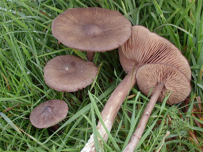 Entoloma porphyrophaeum