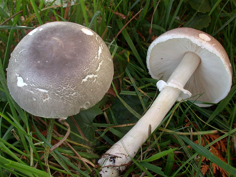 Leucoagaricus cinerascens