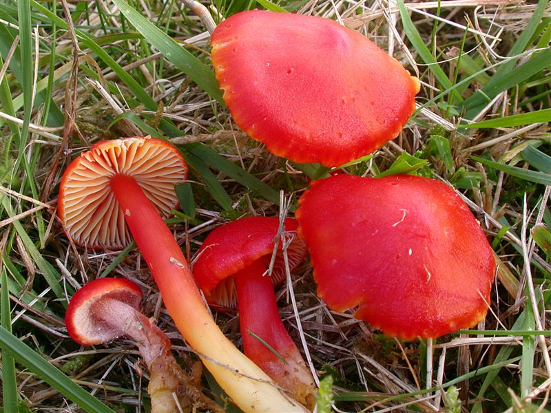 Hygrocybe coccinea