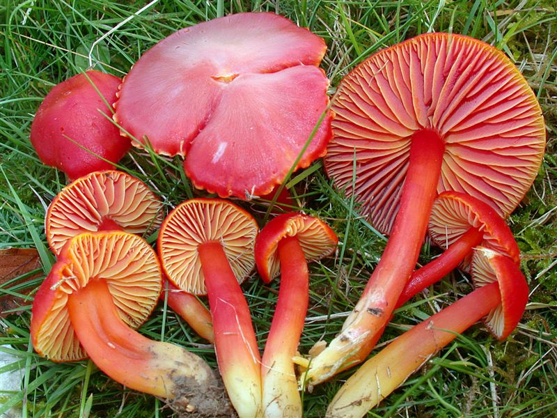 Hygrocybe coccinea