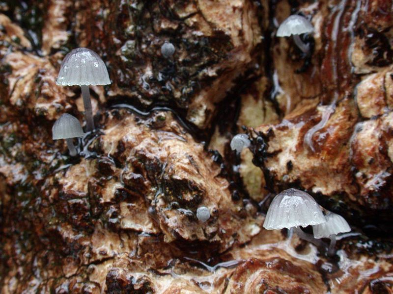 Mycena pseudocorticola